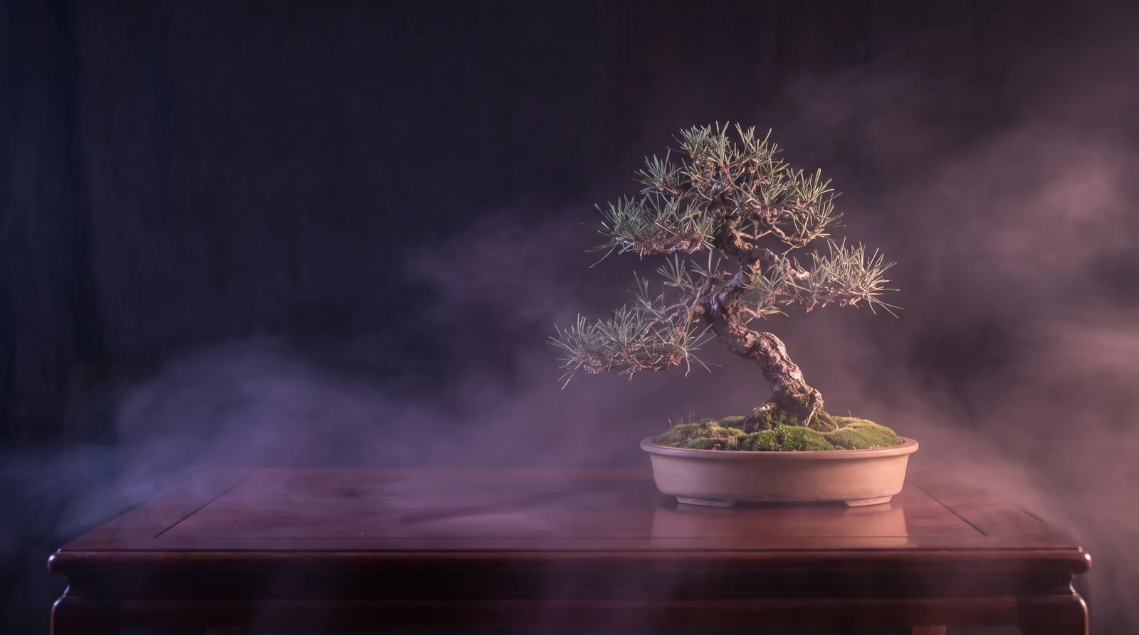 A miniature pine in a shallow ceramic tray on a dark table, mist and soft lavender-aqua light gathering around its sculpted branches.