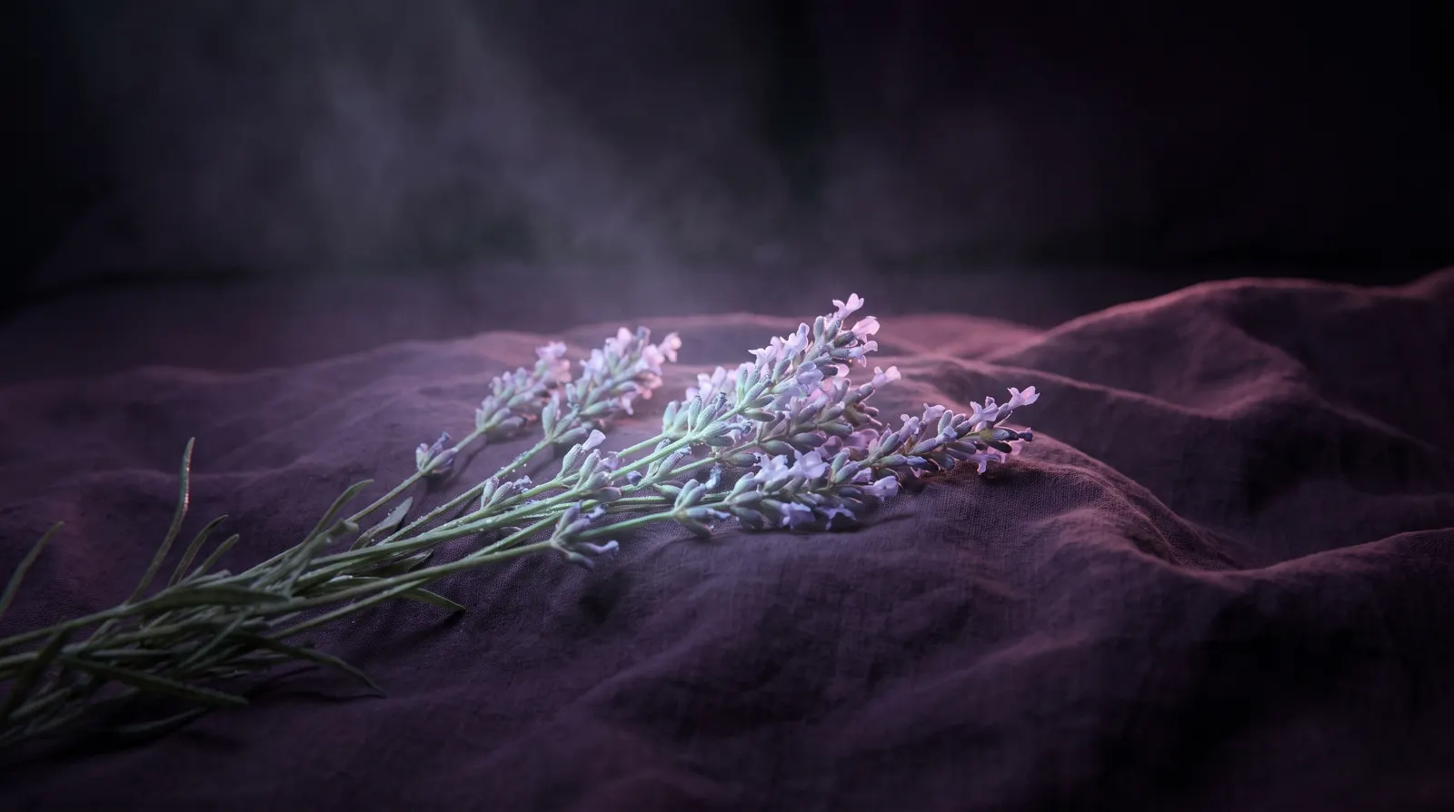 Sprigs of lavender resting on deep aubergine bedding, glowing softly in lavender and aqua light against near-black shadow.