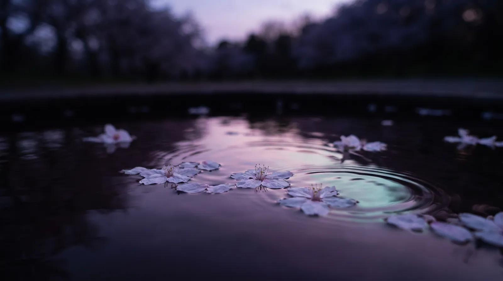 Pale cherry blossom petals drifting onto still dark water at dusk, ripples catching lavender and rose light against a deep aubergine gloom with aqua glints.