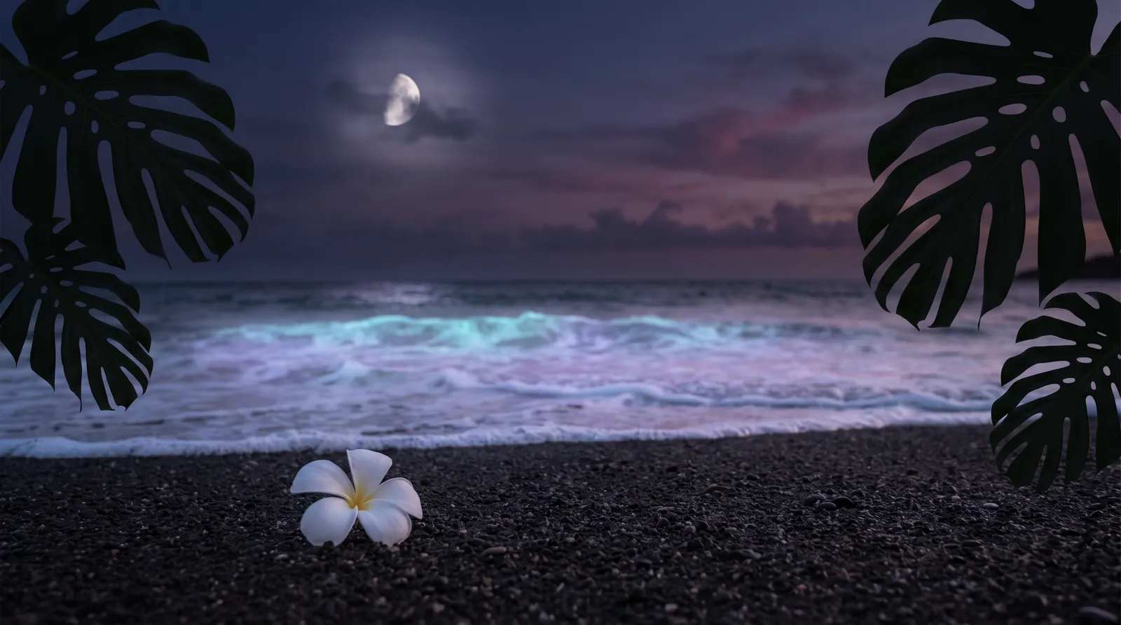 A moonlit tropical shoreline at dusk, gentle waves glowing aqua, a single white plumeria flower resting on dark sand beneath lavender light.