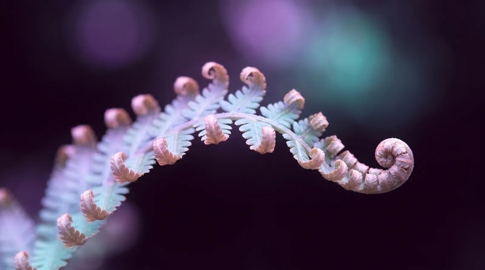 A luminous fern frond unfurling in deep aubergine darkness, its repeating fronds glowing in lavender and aqua.