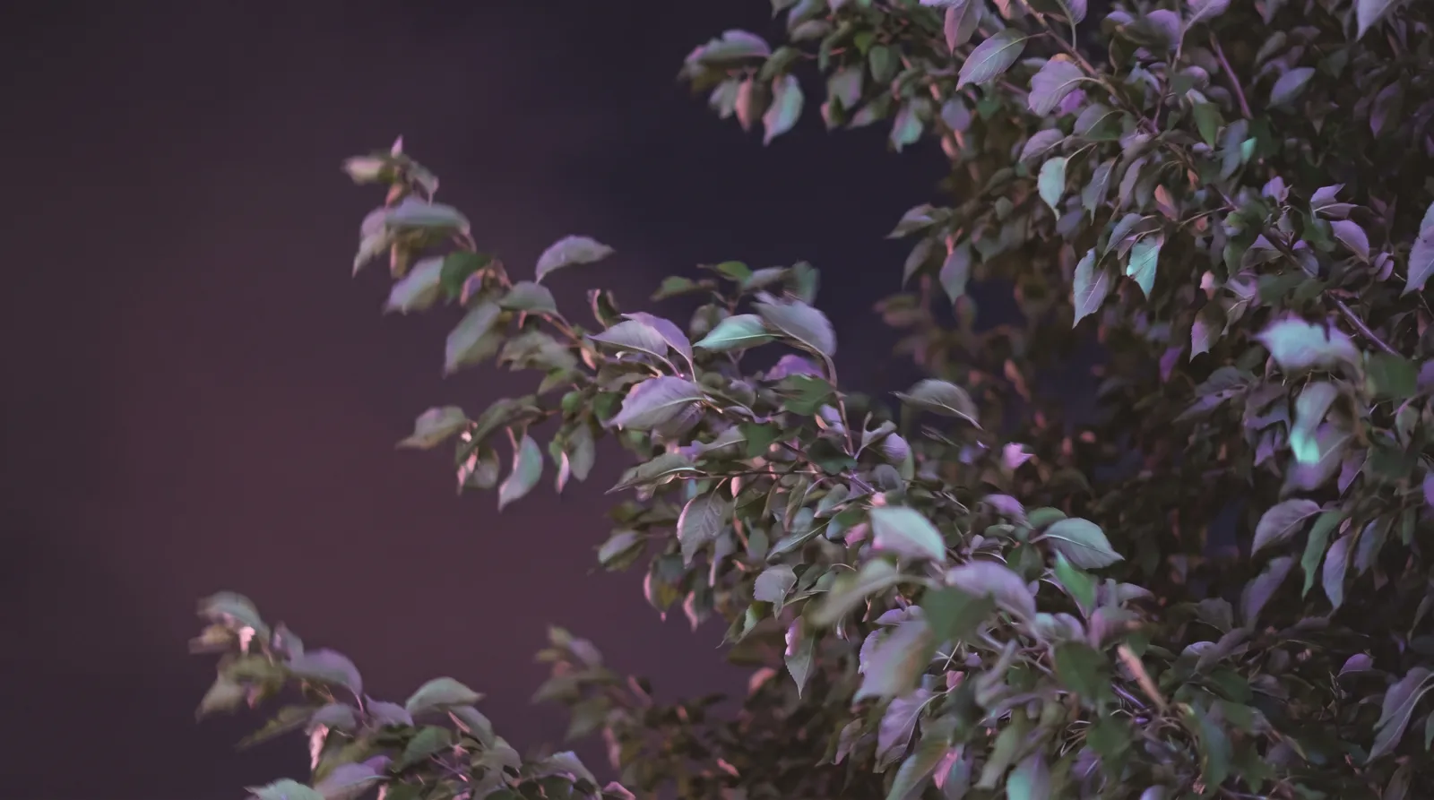 Wind-stirred leaves against a near-black dusk sky, edged in soft lavender and aqua light.