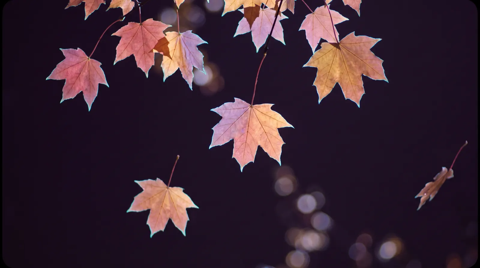 Backlit autumn leaves in rose and amber drifting against a deep aubergine sky with a soft glow.