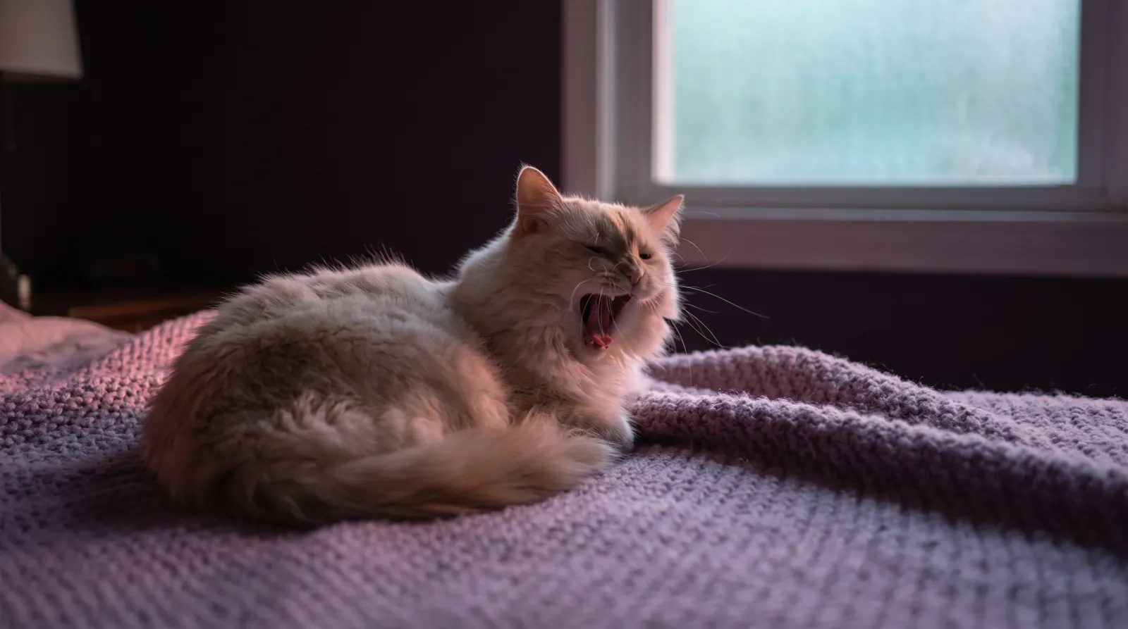 A fluffy cat mid-yawn on a lavender blanket, rose and aqua light against a deep aubergine room.